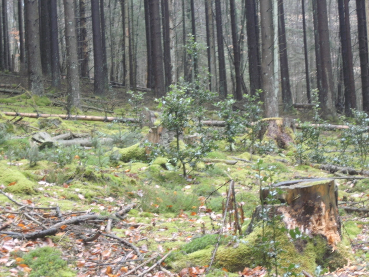 Skaliertes Bild /tmp/frwa/BILD0014.JPG 